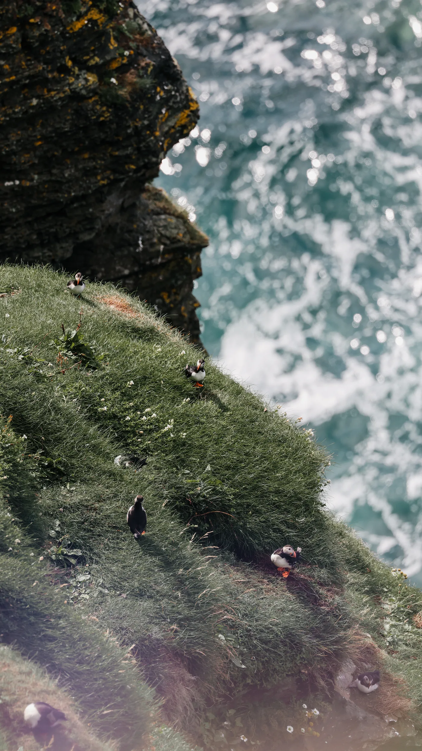 Papageientaucher (Puffins) auf einer grünen Klippe über dem Meer