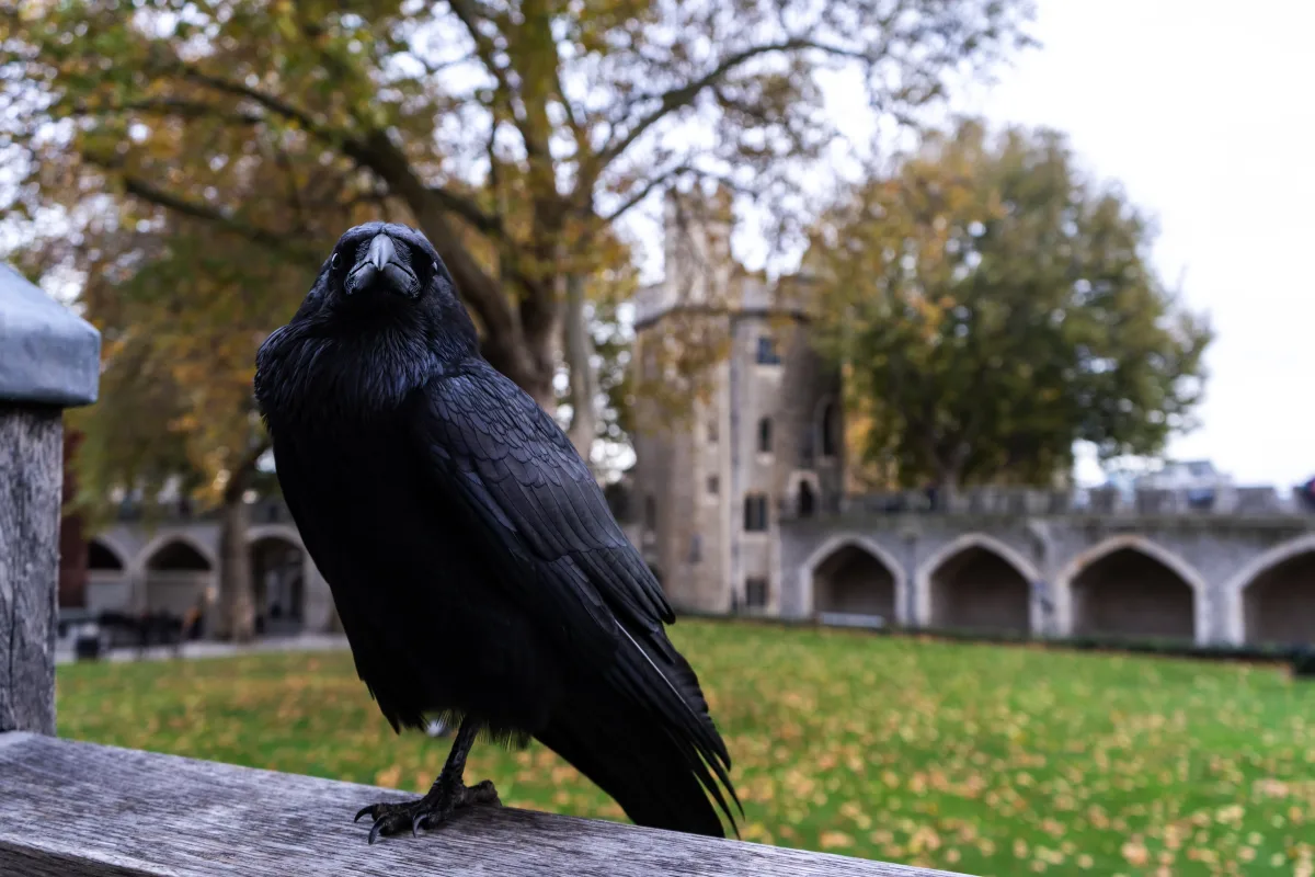 Ein Rabe sitzt auf einem Holzgeländer, dahinter der Innenhof des Tower of London