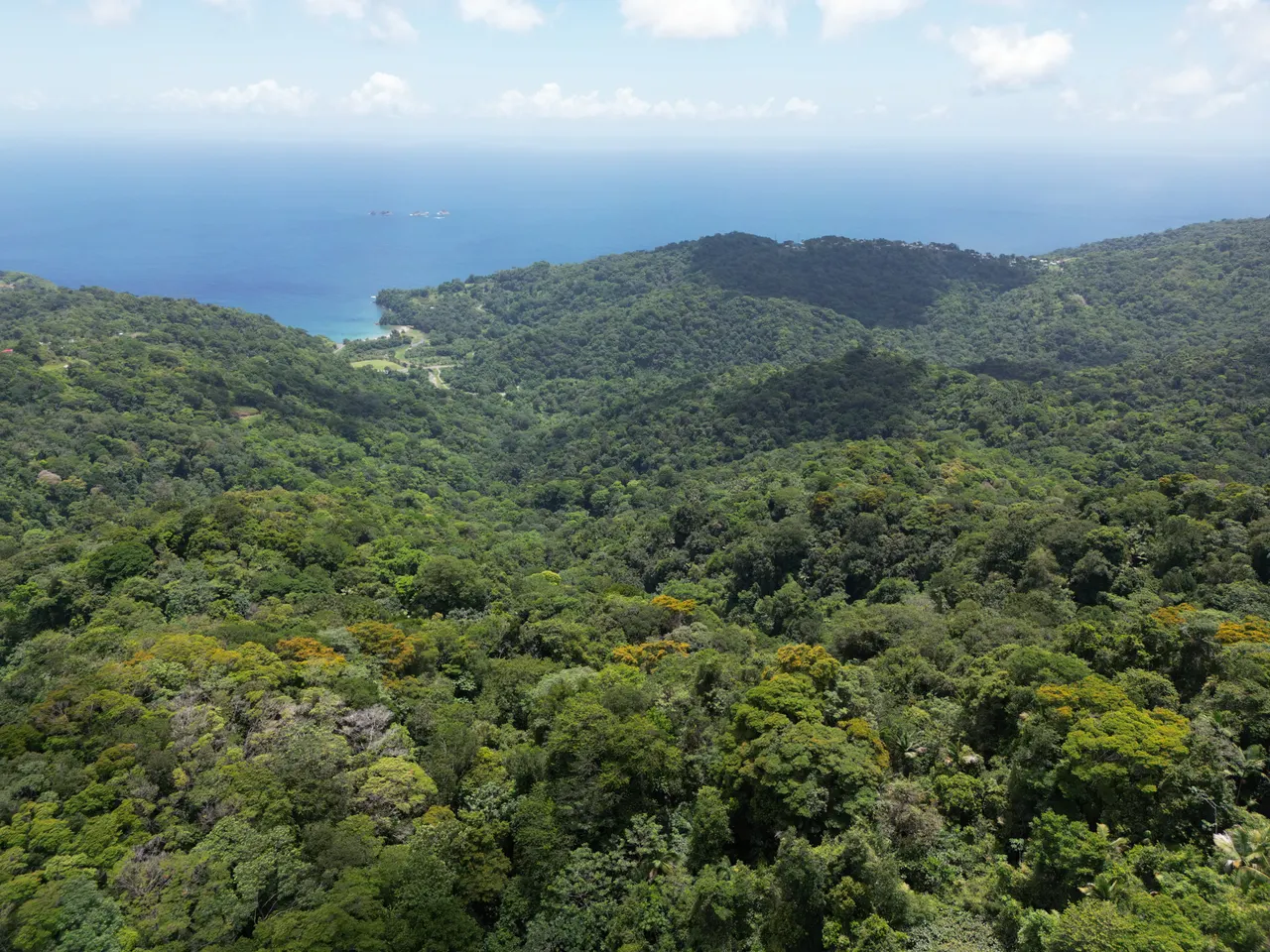 Bewaldete Hügel und Regenwald an der Küste von Tobago
