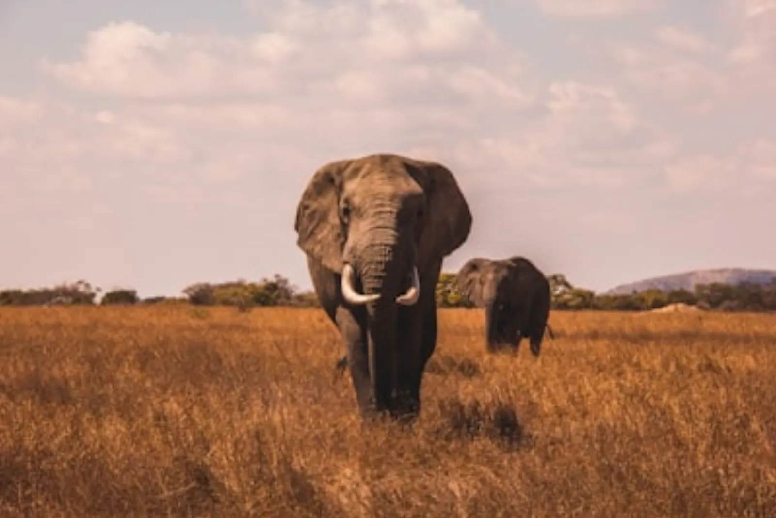 Südafrika